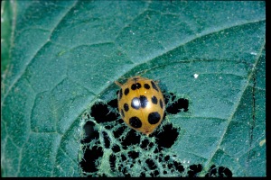 Figure 1. The squash beetle feeds on squash foliage and characteristically cuts a trench in the leaves and feeds within this area. (Photo: Ric Bessin, UK)
