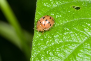Figure 2. The large Mexican bean beetle feeds on garden and soy beans. (Photo: Ric Bessin, UK)