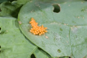 Figure 3. Ladybug eggs are found in clusters on the undersides of leaves. (Photo: Ric Bessin, UK)