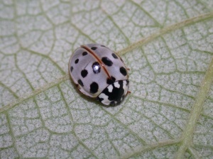 Figure 4. The ash gray ladybug can be found searching for prey on woody plants. (Photo: Ric Bessin, UK)
