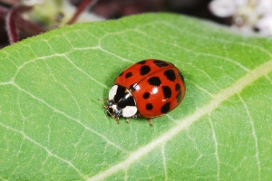 Figure 5. The multicolored Asian ladybug was accidently introduced into the U.S. and is a nuisance in homes during autumn. (Photo: Ric Bessin, UK)