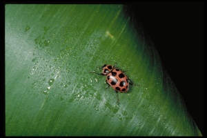 Figure 6. The pink lady beetle is common on many types of vegetables. (Photo: Ric Bessin, UK)