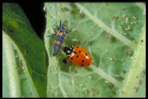  Figure 7. The convergent ladybug is sold commercially (note the ladybug larva in the photo). (Photo: Ric Bessin, UK)
