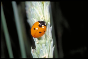Figure 8. The seven-spotted lady beetle is less common than others but still contributes to pest reductions.(Photo: Ric Bessin, UK)
