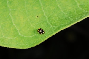 Figure 9. Not all ladybugs are large, this pin-headed size beetle is reported to feed on aphids.